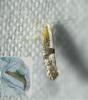 Argyresthia spinosella